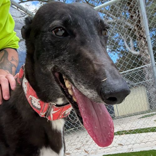 Betty Davis The Greyhound - Greyhound Dog