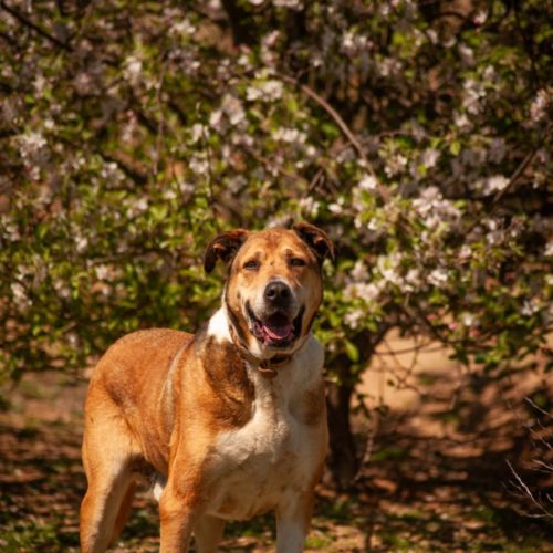 Henry - Mastiff Dog