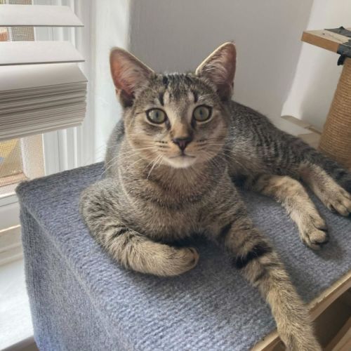 Fergus - Domestic Short Hair (DSH) Cat
