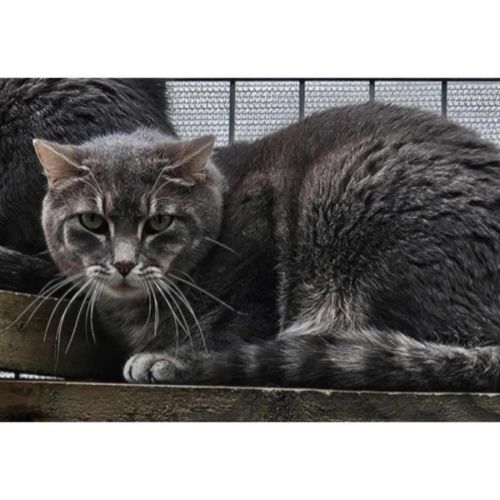 11848 - Johnny - Domestic Short Hair (DSH) Cat