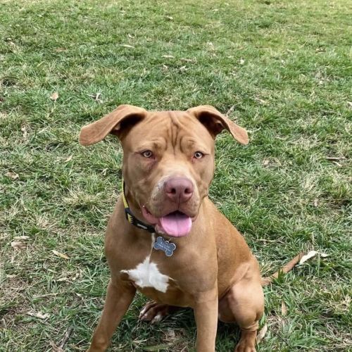 Tutu - American Staffordshire Terrier Dog