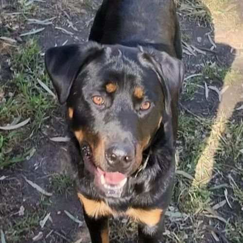 Chevy - Rottweiler Dog