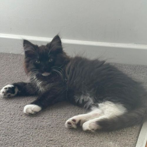 Terra - Domestic Medium Hair (DMH) Cat