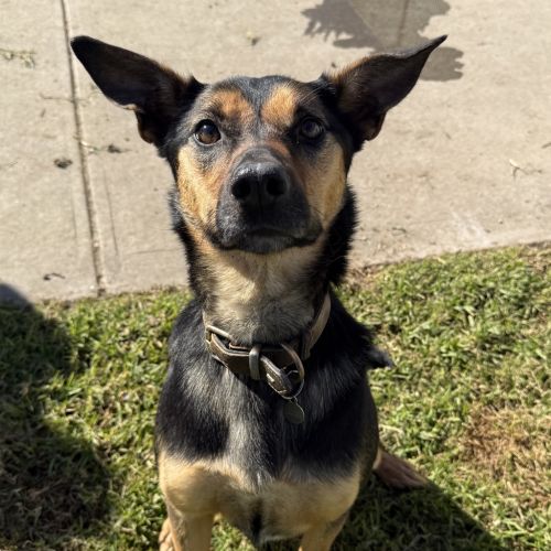 Angel - Kelpie Dog