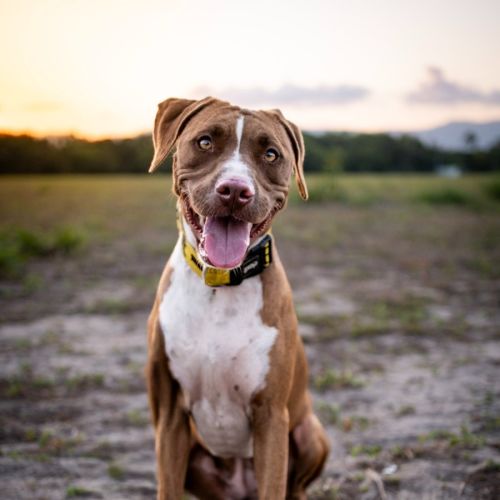 Luna - Staffordshire Bull Terrier Dog