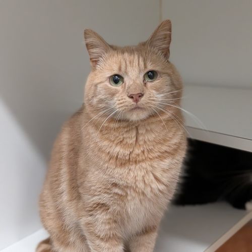 Rocket Man - Domestic Short Hair (DSH) Cat