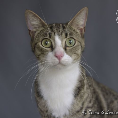 Dolly Parton - Domestic Short Hair Cat