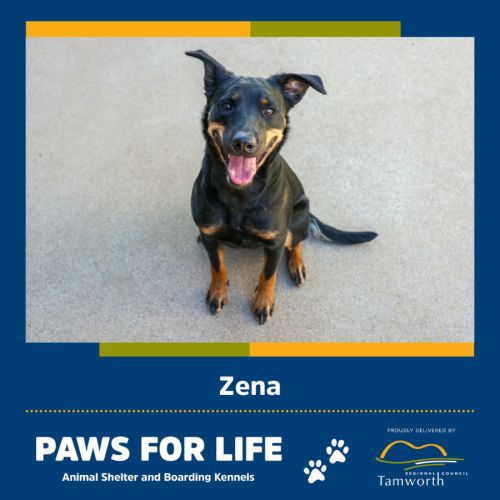 Zena - Australian Kelpie x Labrador Retriever Dog