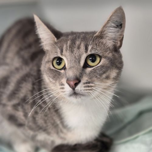 Fleur - Domestic Short Hair Cat