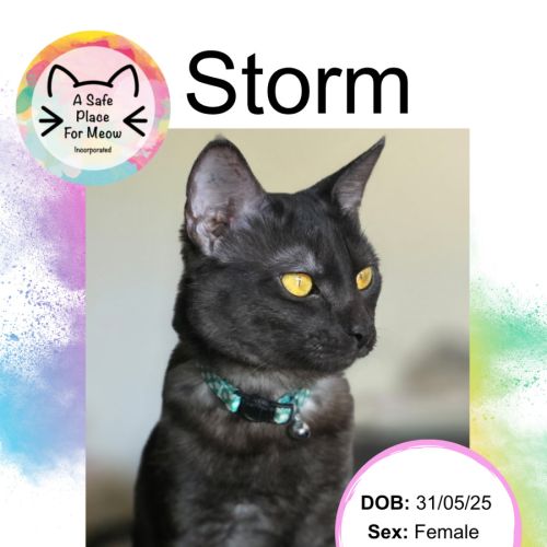 Storm - Domestic Short Hair (DSH) Cat