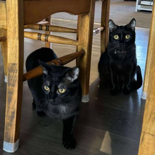 Violet and Prickle - Domestic Short Hair (DSH) Cat