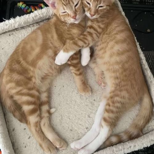 Dasher - Domestic Short Hair (DSH) Cat