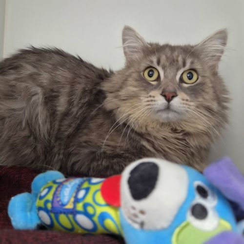 Fluffernut - Domestic Medium Hair Cat