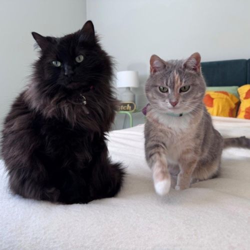 Sootie Uffelman - Domestic Medium Hair (DMH) Cat