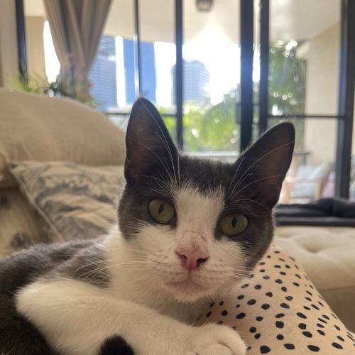 Molly - Domestic Short Hair Cat