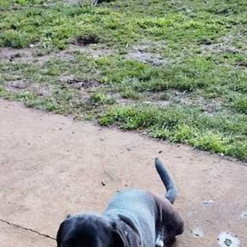 Sampson - Labrador Retriever Dog