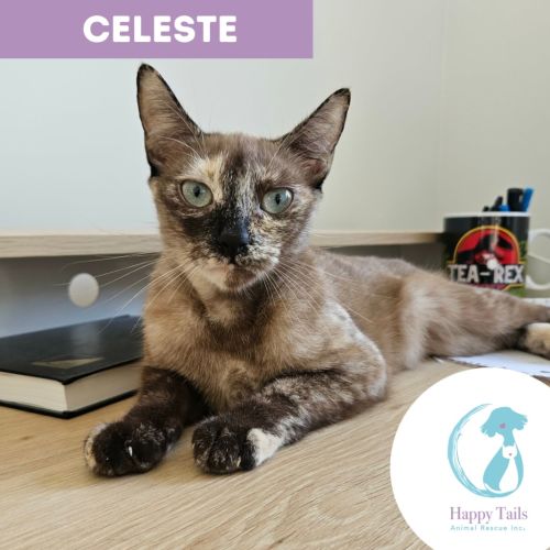 Celeste - Domestic Short Hair (DSH) Cat