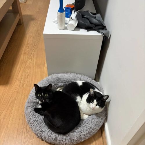 Inky & Dexter - Domestic Short Hair (DSH) Cat