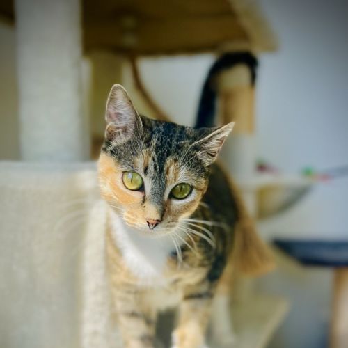 Luna - Domestic Short Hair (DSH) Cat