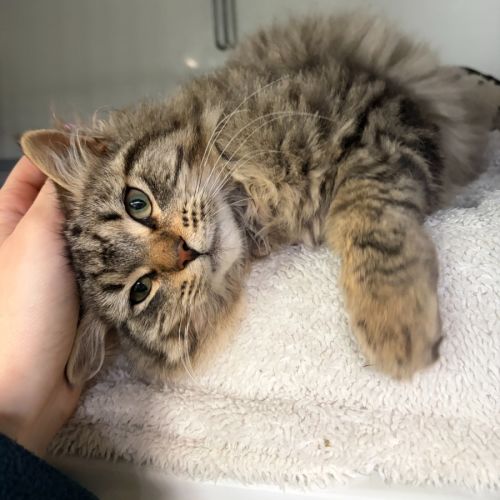 Sausage Roll - Domestic Medium Hair (DMH) Cat