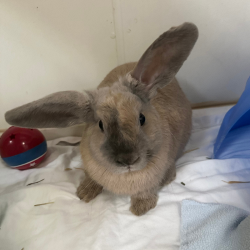 Button - Bunny Rabbit