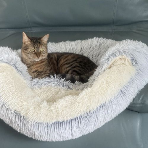 Honey - Domestic Short Hair (DSH) Cat