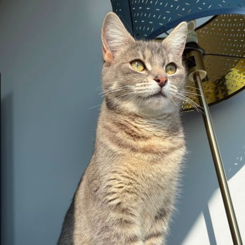 Misaki The Shiitake Cat - Domestic Short Hair (DSH) Cat