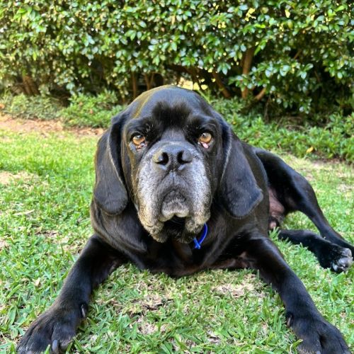 Paco - 4 Year Old Puggle  - Beagle x Pug Dog