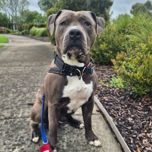 Gordon - American Staffy Dog