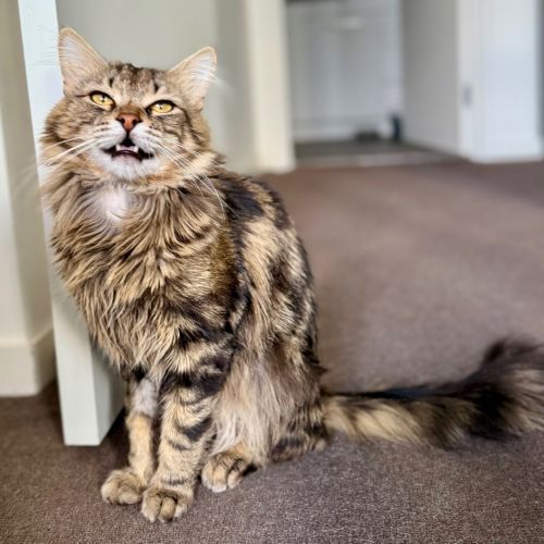 Carlos - Domestic Medium Hair (DMH) Cat