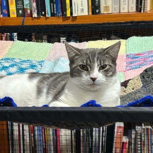 Ash  - Domestic Short Hair (DSH) Cat