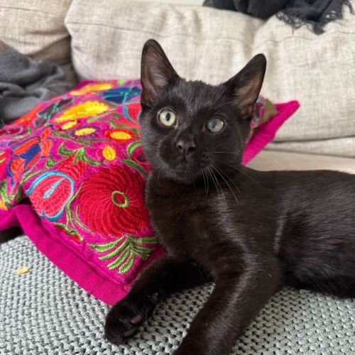 Marlow - Domestic Short Hair (DSH) Cat
