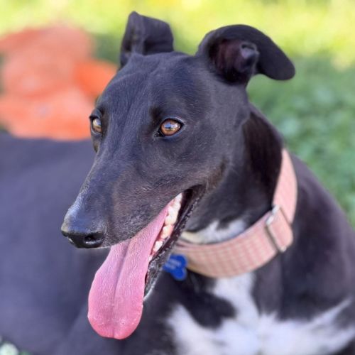 Cadence - Greyhound Dog