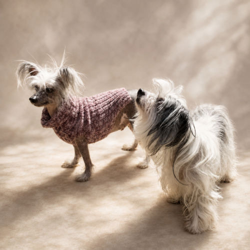 Pee-Wee & Sweet-Pea - Chinese Crested Dog