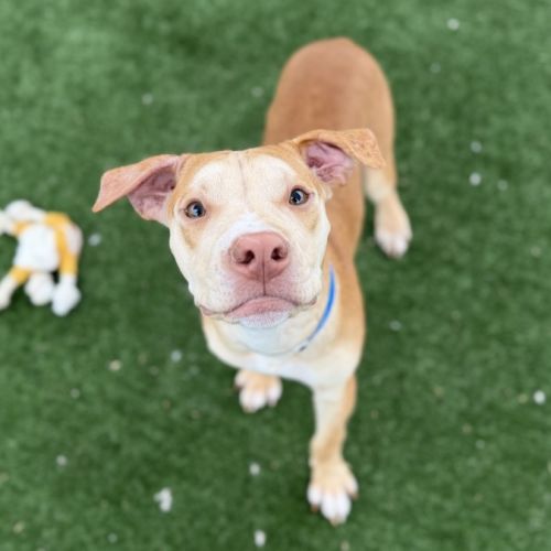 Eddie imp 2032 - American Staffordshire Terrier Dog