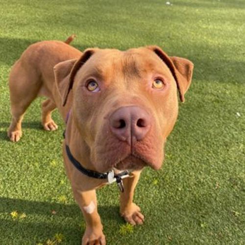 Hewie - Staffy Dog