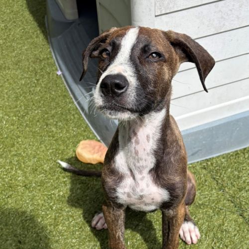 D1275 Paige - Bull Arab Dog