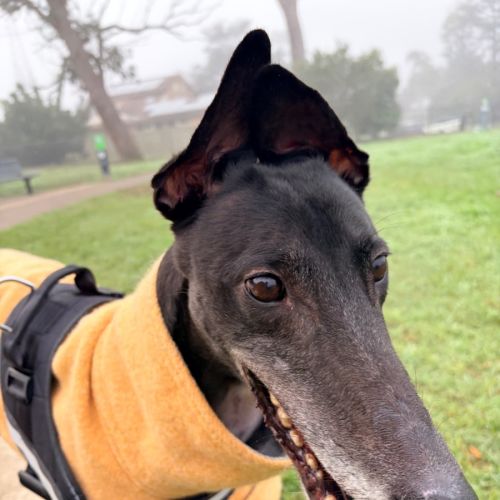 Sully - Greyhound Dog