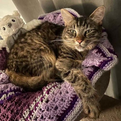 14479 - Dash - Domestic Medium Hair (DMH) Cat
