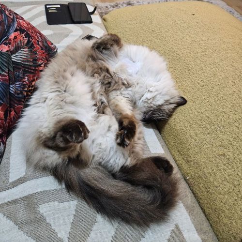 Moose - Ragdoll Cat