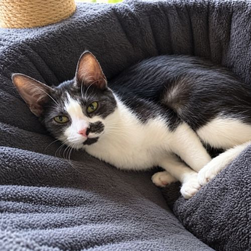 Comet *9 Lives Project Rescue* - Domestic Short Hair (DSH) Cat