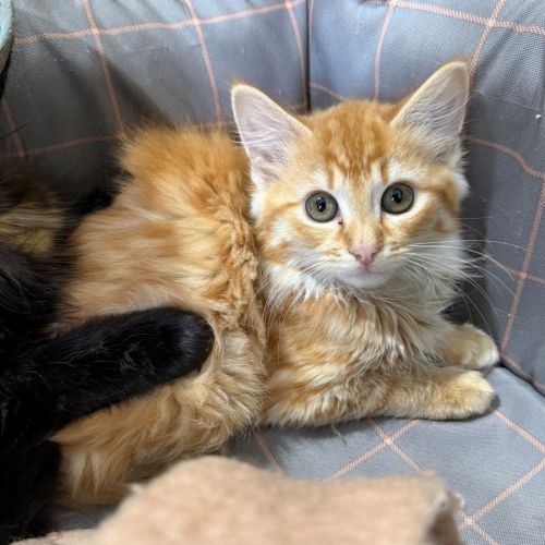 Nada - Domestic Medium Hair (DMH) Cat