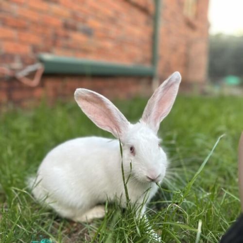 Coconut - New Zealand White Rabbit