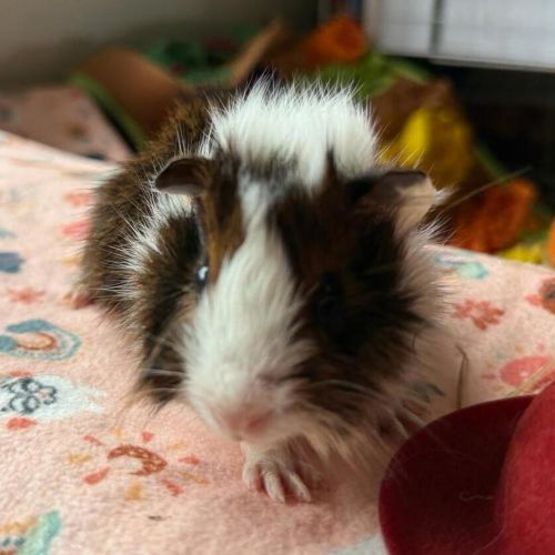 Peanut (bonded to Chestnut And Walnut) - Abyssinian x Guinea Pig   Unspecified Guinea Pig