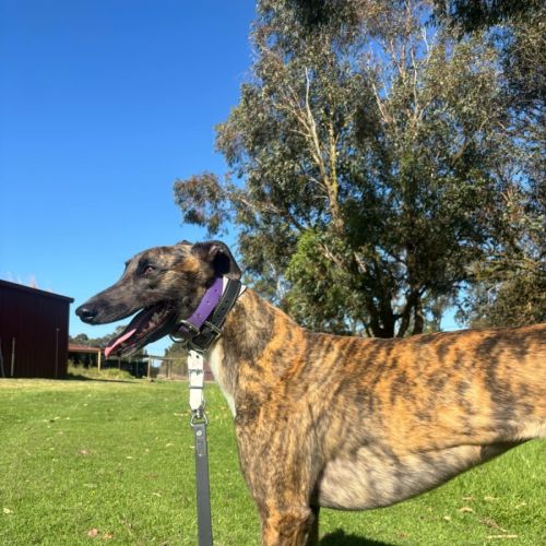 Chloe - Greyhound - Greyhound Dog