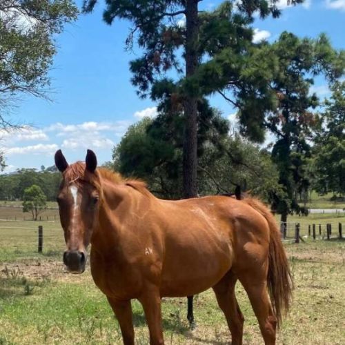 Pura - Thoroughbred Horse