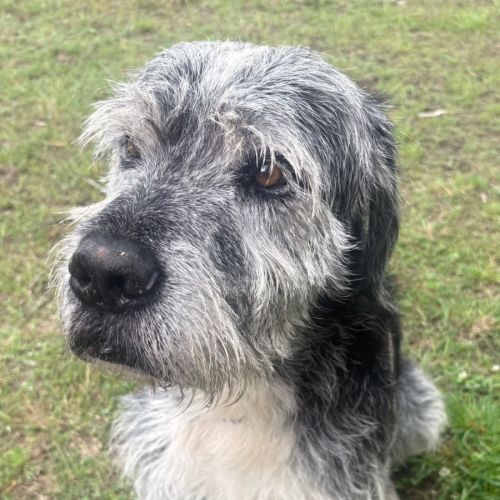 Wolfie - Irish Wolfhound Dog