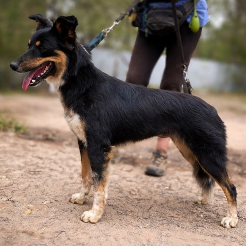 Molly Moo - Border Collie Dog