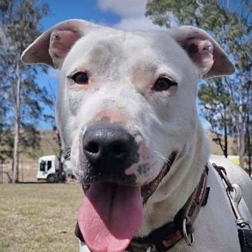 Lucy - Bull Arab Dog