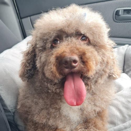 Harry Valenti - Poodle (Miniature) Dog